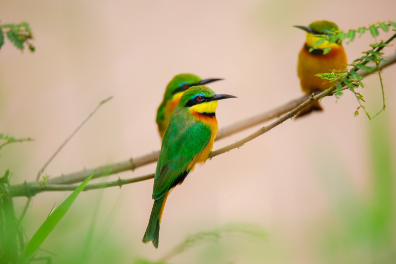 kigali-birding-experience-2