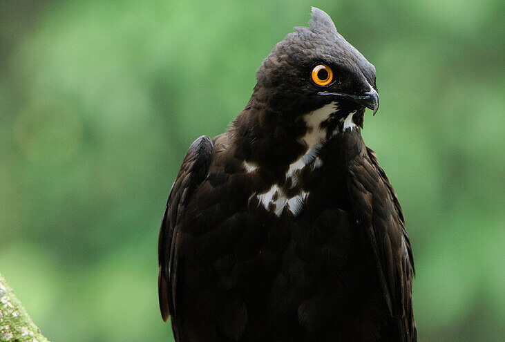 nature-kigali-bat-hawk