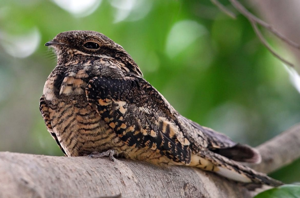 nature-kigali-european-nightjar