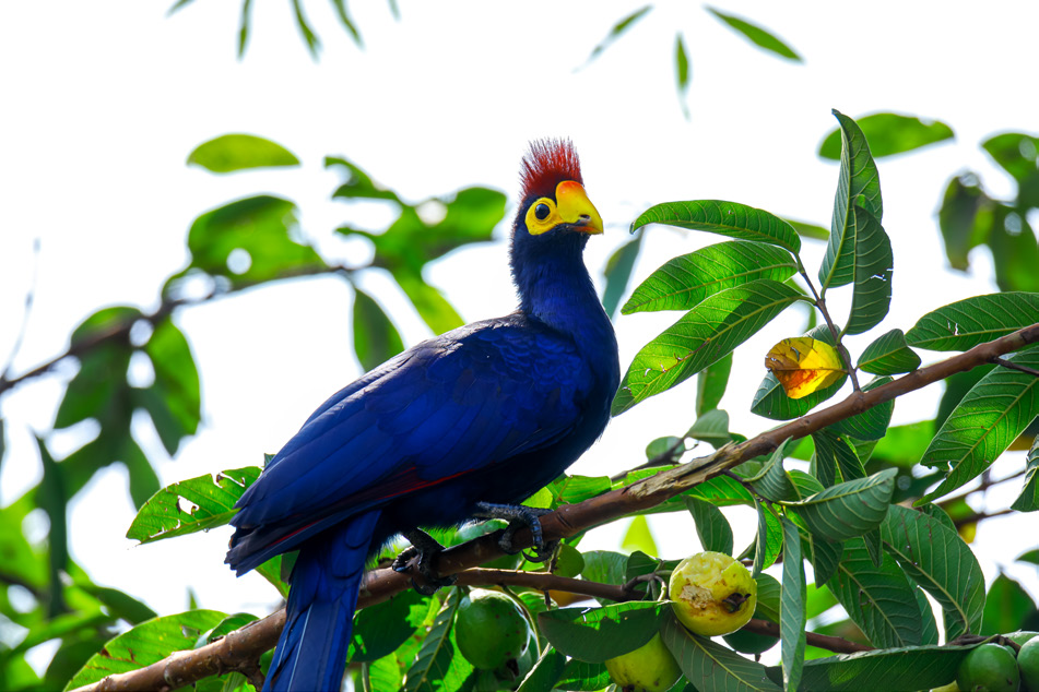 nature-kigali-rosss-turaco