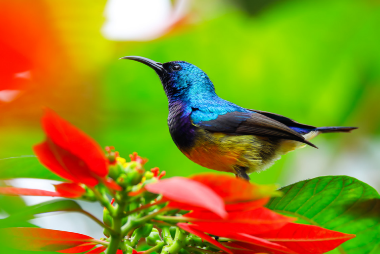 Introducing the Birds of Nature Kigali